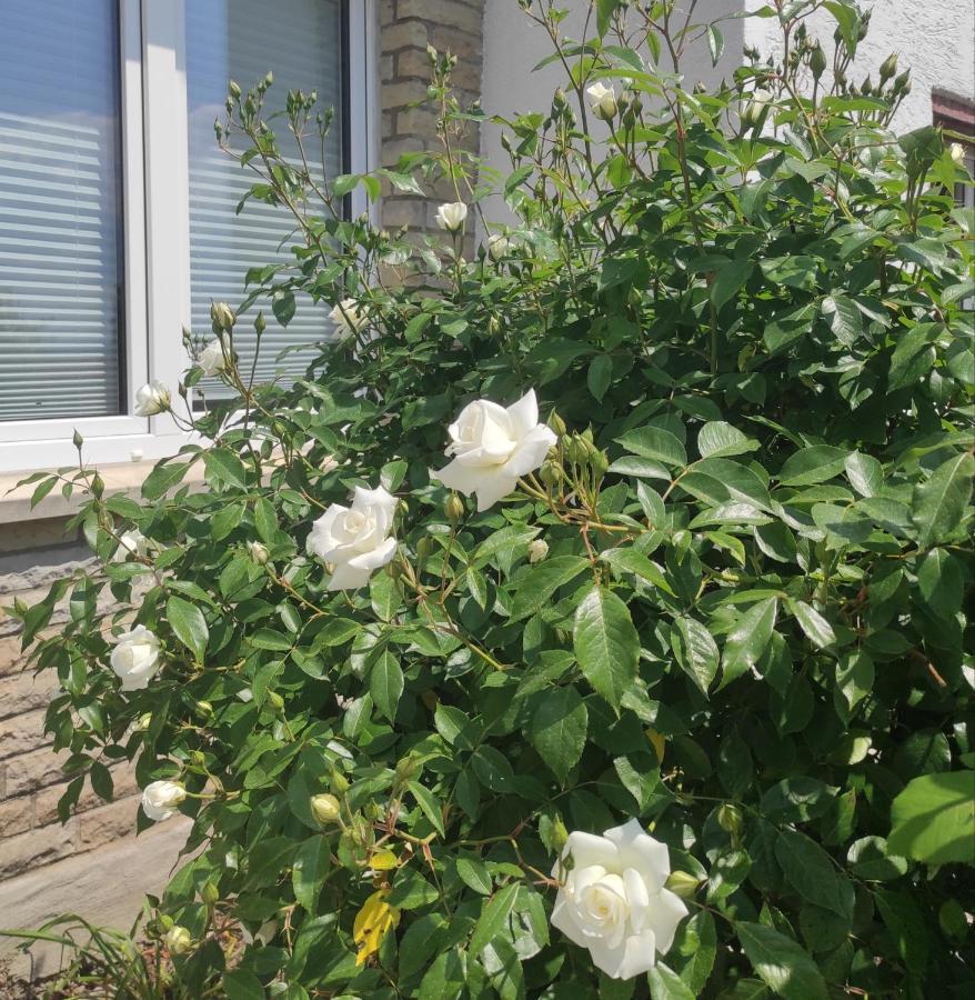 Ferienwohnung Pirna-Panorama Dış mekan fotoğraf